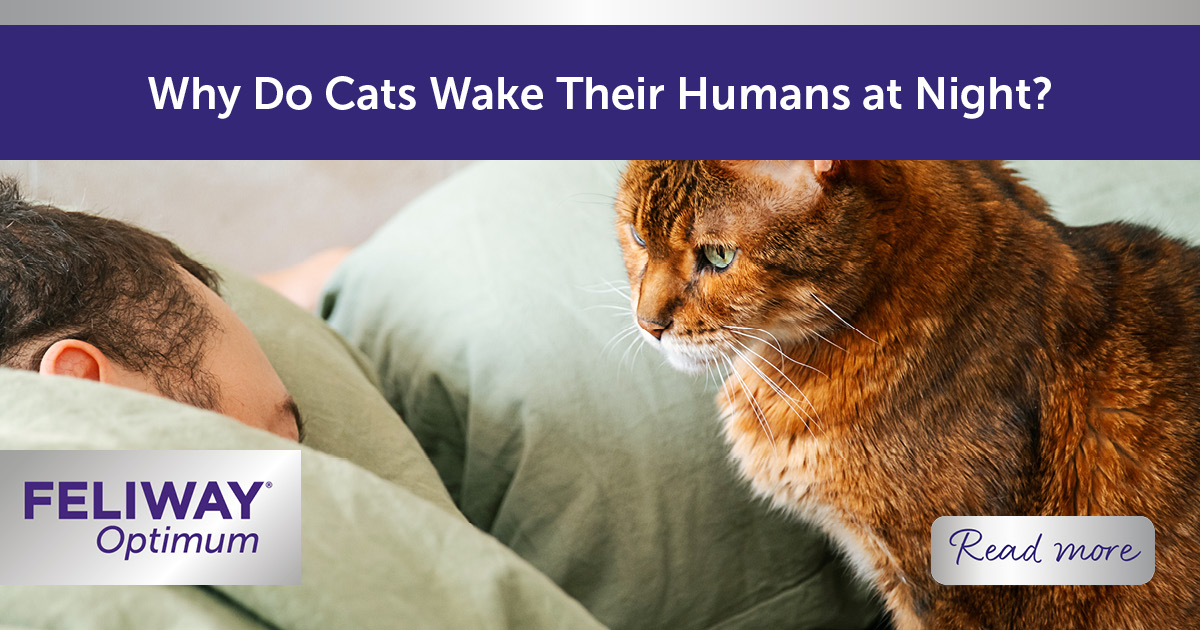 Why Do Cats Wake Their Humans Up at Night?